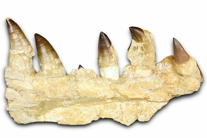 Fossil Mosasaur (Thalassotitan) Jaw Section with Teeth - Morocco #368247